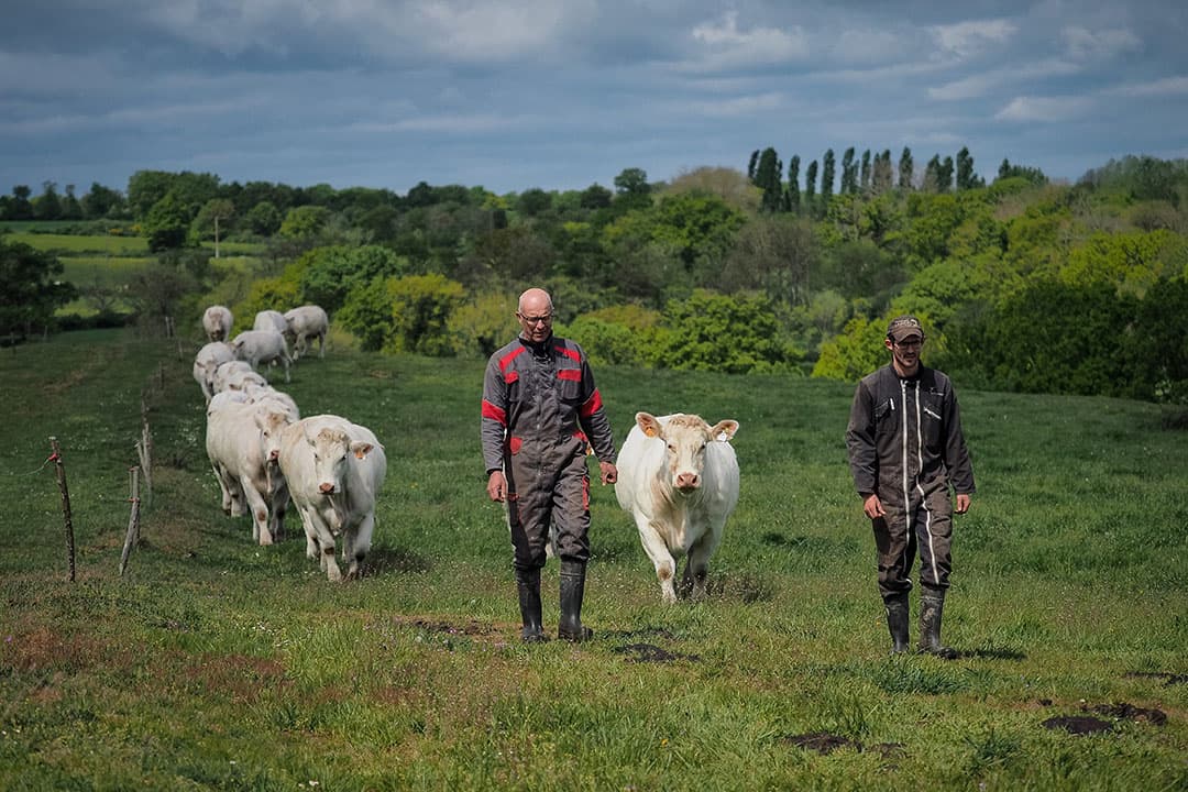Vleesveehouder Jean-Luc Jaulan, rechts op de foto, loopt samen met zijn zoon tussen zijn Charolais-koeien. - Foto: AFP