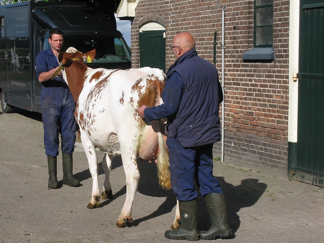Gevraagd werd hoe beide koeien gevoerd waren. Overkempe verteld dat de dieren een TMR-rantsoen kregen en  gewoon  met de koppel in de weide lopen. Volgens Kees Ruijter wordt circa 60% van de bezichtigde dieren apart gevoerd en gehuisvest. De keuringsliefhebbers maken er veel werk van.