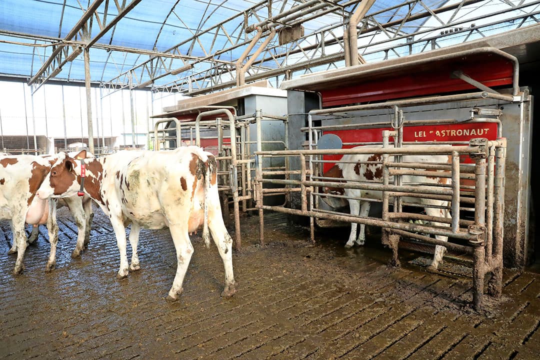 Het PlanetProof-keurmerk van FrieslandCampina bood uitkomst. Ogink liet zijn bedrijf er vorig najaar op controleren. Hij voldeed bijna overal aan. De enige rode kruisjes: een inmiddels aangeschafte koeborstel à ¬ 1.500 en weidegang. Omdat de PlanetProof-bonus ¬ 1 per 100 kilo melk extra biedt, kon weidegang plots wel uit.