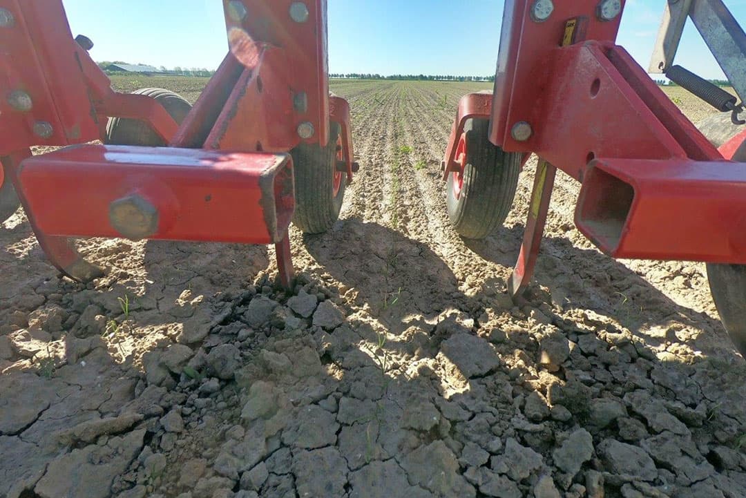 De uien zijn voor opkomst een keer beregend maar de stand is toch wat onregelmatig dus een buitje is welkom. Jaap Flikweert is eerder nog door het perceel geweest om wat distels uit te steken die soms diep wortelen. Dit zal ook met de aardappelopslag moeten gebeuren.