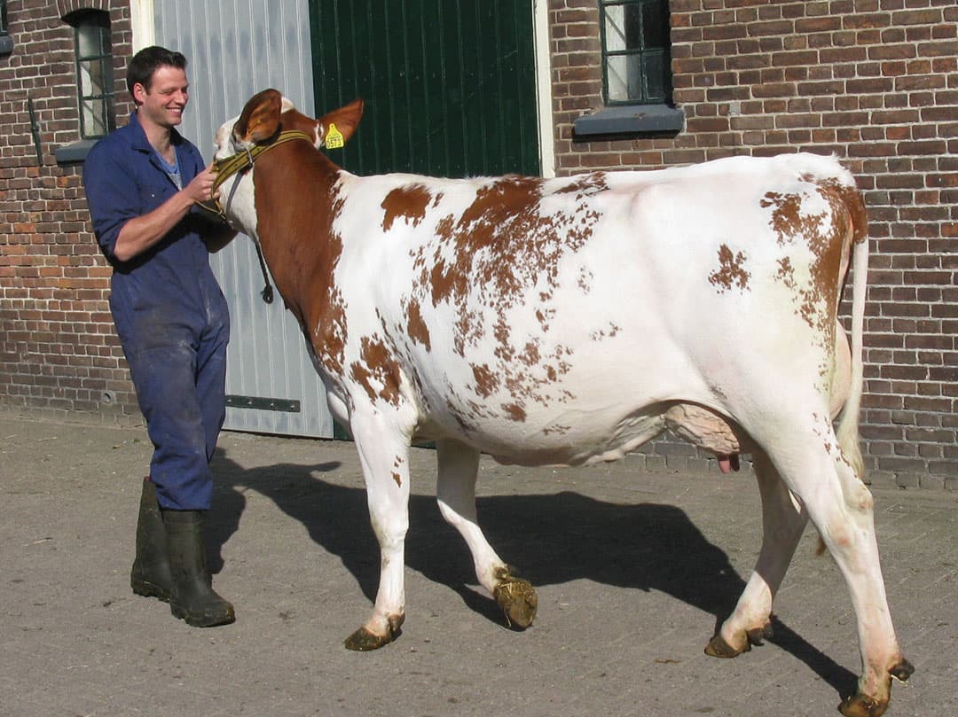 Erik Overkempe pakt vervolgens Rozanna 681 aan het halster. Deze 8-jarige Kian-dochter heeft eerder succesvol meegedaan aan de Wintershow in Zwolle waar ze reservekampioene werd.