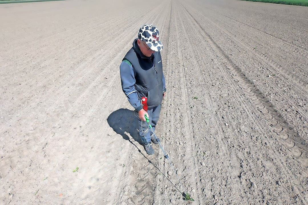 Meijer is niet zo tevreden over de stand van de uien, deze is tweewassig. Er is voor dit perceel geen beregening toegepast, wat misschien wel nodig was. Van de 3 percelen met totaal 10,5 hectare is 1 perceel van 5 hectare 2 keer beregend. Dat beregende perceel laat een egalere opkomst zien.