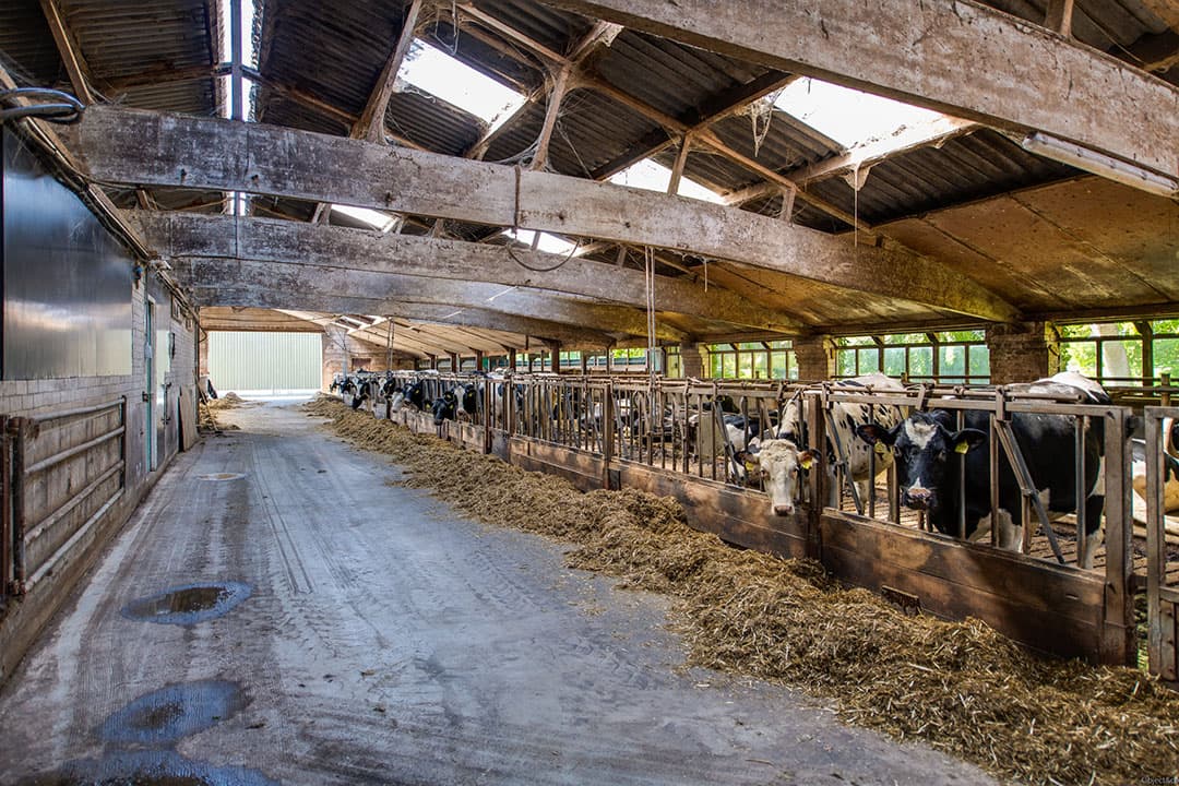 De vraagprijs is ¬ 4.260.000. De prijs is exclusief btw, fosfaatrechten, veestapel en machines. Meer informatie via Klijsen Makelaars & Taxateurs, Oosterhout (N.-Br.).