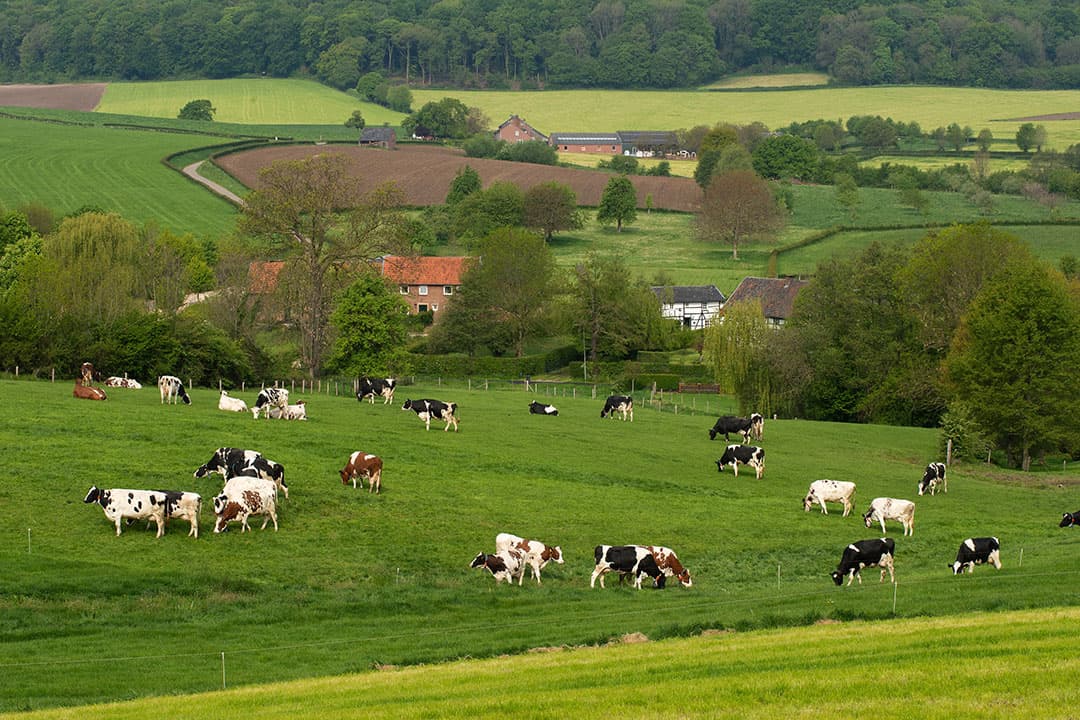 Loonbedrijf Sportel is aan het grashakselen voor melkveehouder van Erp uit Midwolda. Het gras van 58 hectare moet in 2 kuilen terecht komen. - Foto: Koos van der Spek