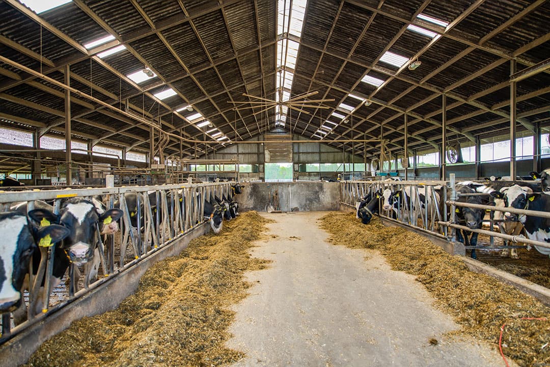 In het buitengebied van Drunen (N.-Br.), vlakbij het natuurgebied Loonse en Drunense Duinen, staat een melkveebedrijf te koop dat plaats biedt aan circa 200 koeien en 155 stuks jongvee. - Foto's: Klijsen