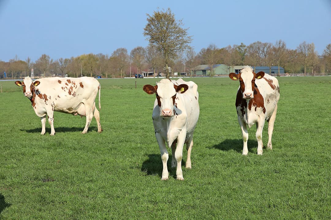 Ogink voert de droogstaande koeien die nog binnen staan. Door het weiden heeft hij veel minder krachtvoer nodig. De veehouder is wel scherp op een goed evenwicht tussen het aantal uren weidegang en bijvoering in de stal. Dat wil hij blijven finetunen.