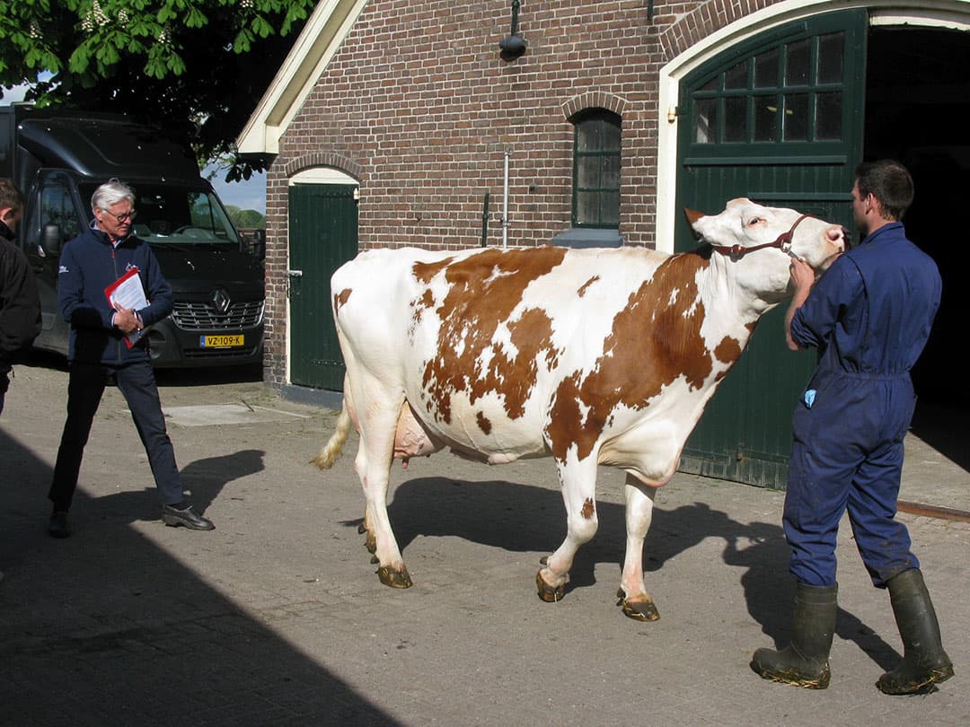 Harry (links) bekijkt zijn eigen koe aandachtig om overtuigd te worden of er voldoende aan gedaan is om Rozanna goed te presenteren.  Kees kijkt aandachtig en overdenkt of Rozanna tot de beste 40 roodbonte koeien van Noord-Nederland behoort.