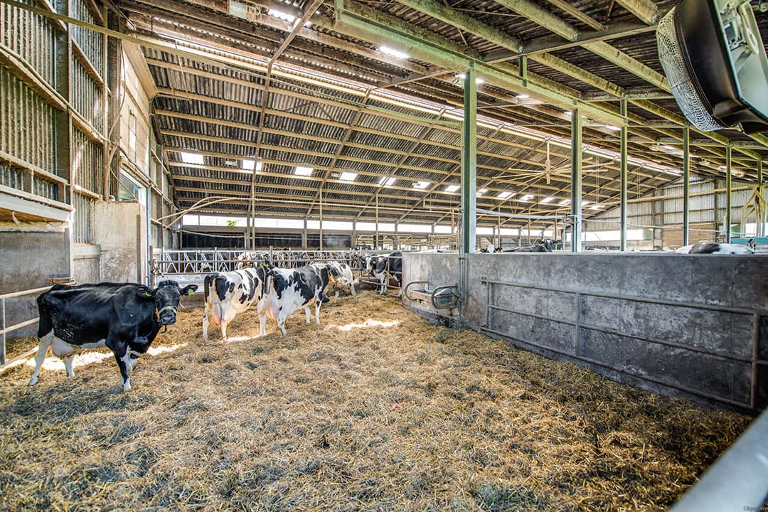 Bij het bedrijf behoort 53,9 hectare landbouwgrond in eigendom en circa 21 hectare reguliere pacht. Van de eigen grond ligt 25 hectare achter de stallen en 14 hectare aan de overkant.