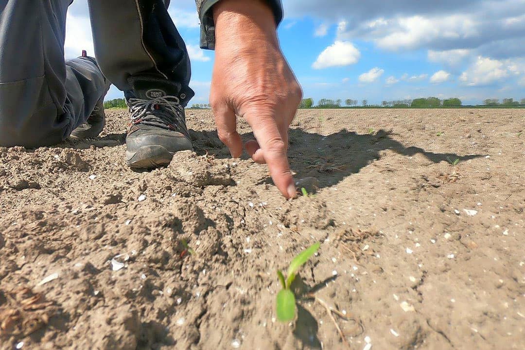 Voor elke gang worden de tankjes, waar de doeken aan zitten, gevuld met de Roundup-oplossing voor 1 werkgang. Het is een dosering die te hoog zou worden met de kranen open. Indien nodig kunnen de rijen ook worden dichtgezet.