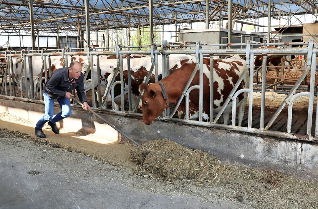 De koeien staan bij elkaar op 1 van de 4 ingerichte weidepercelen. Ogink noteert een jaarmelkproductie van 1.050.000 kilo. Met de weidepremie en PlanetProof-bonus beurt hij in totaal ¬ 22.575 per jaar extra.