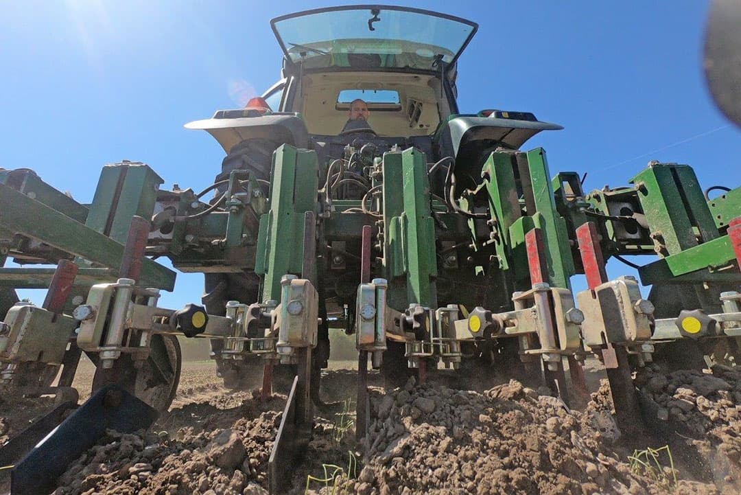 Biologische teler Jaap Flikweert uit Kraggenburg (Fl.) laat zijn 4 hectare zaaiuien van het ras Hylander schoffelen  door ZZP er Hans Korteweg. Foto's: Sytze Bakker