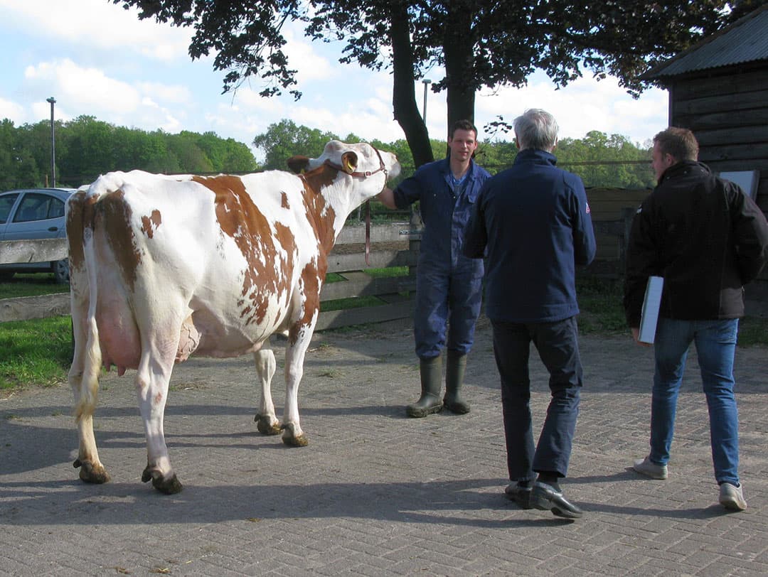 De beadering op de uier van de vijfdekalfs koe is imponerend. Toch weet Kees Ruijter uit ervaring dat de vorm van de dag op de keuring heel veel uitmaakt. Vooraf is niet in te schatten wie kampioen wordt, want de winnaar wordt door details beslist. Als een koe voor de keuring even iets minder vreet of drinkt dan kost dat  haar een paar plaatsen.
