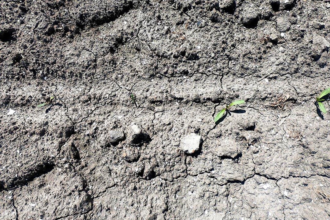 We moeten goed kijken om de rij te kunnen zien. "Ze staan er niet fris op", zegt Droog. Het abrupte verbod op neonicotinoïden in de bietenpercelen laat ook hier duidelijk sporen na. Er is al een keer tegen luis gespoten.