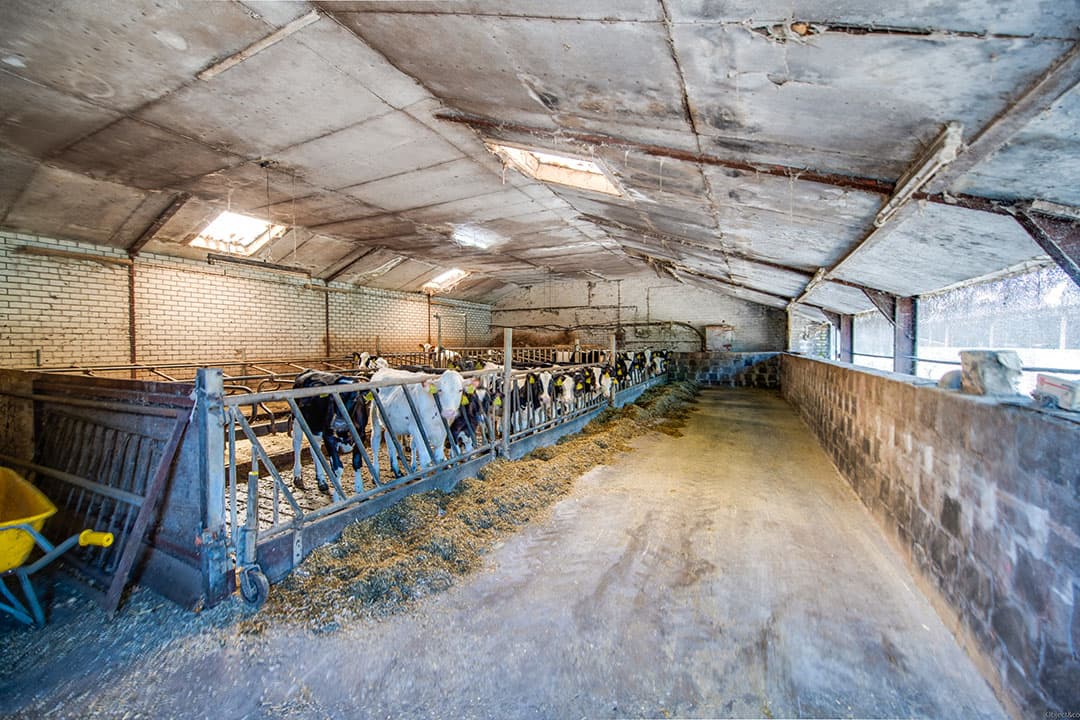 In de zij-aan-zij-melkstal worden 75 tot 80 koeien per uur gemolken. Achter de melkstal is een wachtruimte voor circa 100 koeien met automatisch opdrijfhek.