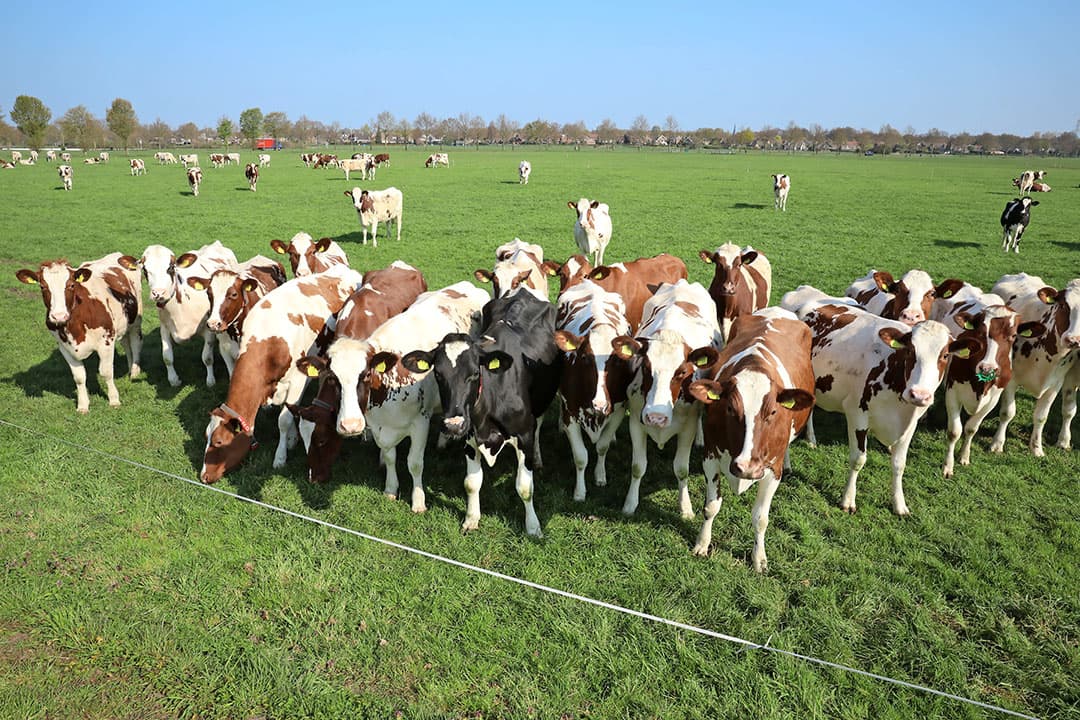 De graskuil met op de achtergrond de serrestal. Tegenover de winst van de premies staan uiteraard ook verliezen. Ogink heeft zijn ruwvoerverliezen op ¬ 10.000 begroot.