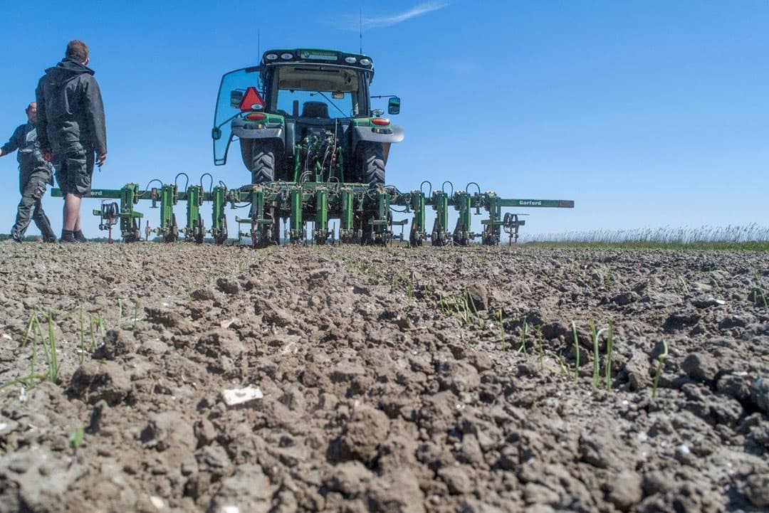 Omdat de uien nog klein zijn wordt er op veilige afstand van de rijen gewerkt. Dit gebeurt met 2 halve messen aan weerszijden.