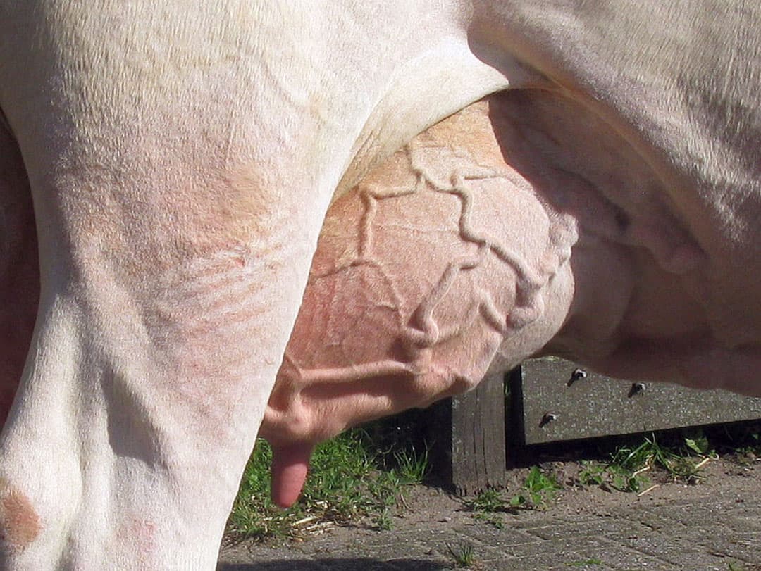 De keurmeesters zijn zichtbaar onder de indruk. Deze Kian-dochter behoort in bouw tot de top van wat de roodbontfokkers willen. Ze is sterk in schouder, rug en ribben, daarbij evenredig waardoor ze zonder problemen veel melk kan geven. Volgens de commissie is bij de hele selectieronde een zeer goede uiervorm een belangrijke grens. Alleen een topuier gaat door naar Zwolle.