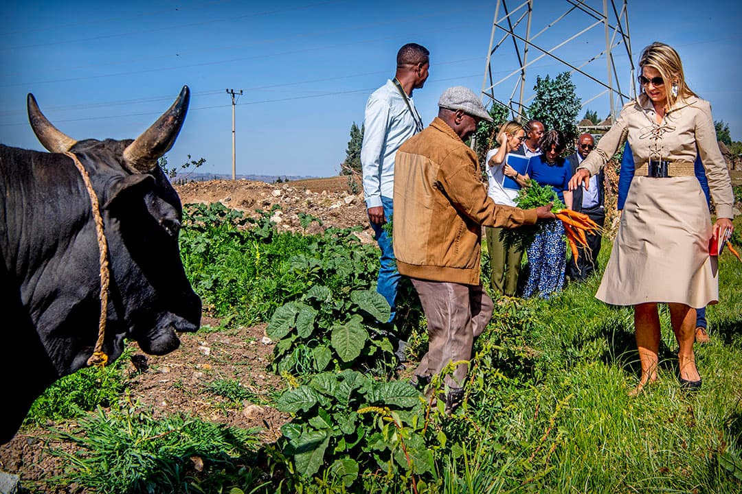 De eerste snee is eraf bij maatschap Van Hoven in  Cadier en Keer (L.). Dus komt de loonwerker met de injecteur om te bemesten. Hij gaat achter de weidende koeien langs. - Foto: Twan Wiermans