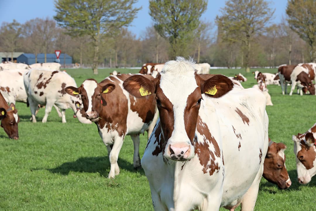 Dat zijn niet de enige verliezen. Ogink moet ook voor ¬ 10.000 aan mais bijkopen. Niettemin wegen de minnen financieel gezien niet tegen de plussen op. Weidegang kan voor het eerst uit, en met melkrobots.