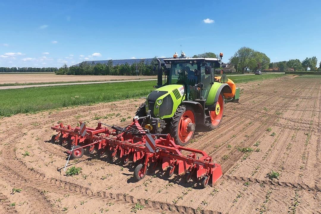 Dit is het beeld over het gehele perceel: plantjes die beginnen met het eerste echte blaadje en plantjes die nog in het beginstadium zijn.