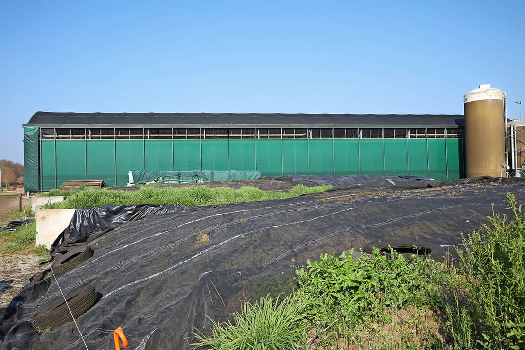 Ogink rijdt met het voer richting stal. De motieven voor weidegang waren vooral economisch, geeft hij toe. Hij had er de financiële prikkel van PlanetProof voor nodig. Die bonus wordt in 2020 bovendien groter. FrieslandCampina keert dat jaar ¬ 2 per 100 kilo uit.