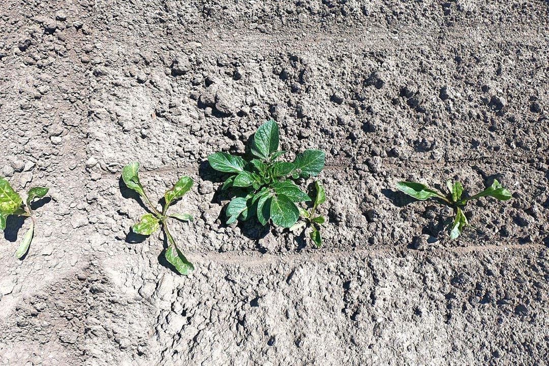 Net als bij de kappenspuit zien we dat dit plantje geraakt gaat worden door de Roundup-oplossing. Bij Fokkema en Knook wordt ongeveer 18 hectare suikerbieten met de onkruidstrijker behandeld. Met dit weer is het goed uit te houden, maar het kan ook een koud klusje zijn.