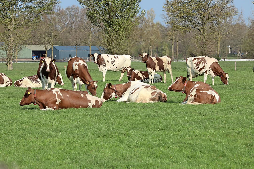 Een fraaie luchtfoto van het veebedrijf met 35 hectare huiskavel. Ogink past sinds 2 april weer weidegang toe; voor het eerst in 12 jaar. Dat is hier duidelijk te zien. De koeien lopen van het perceel grasland rechts terug naar de serrestal (linksboven).