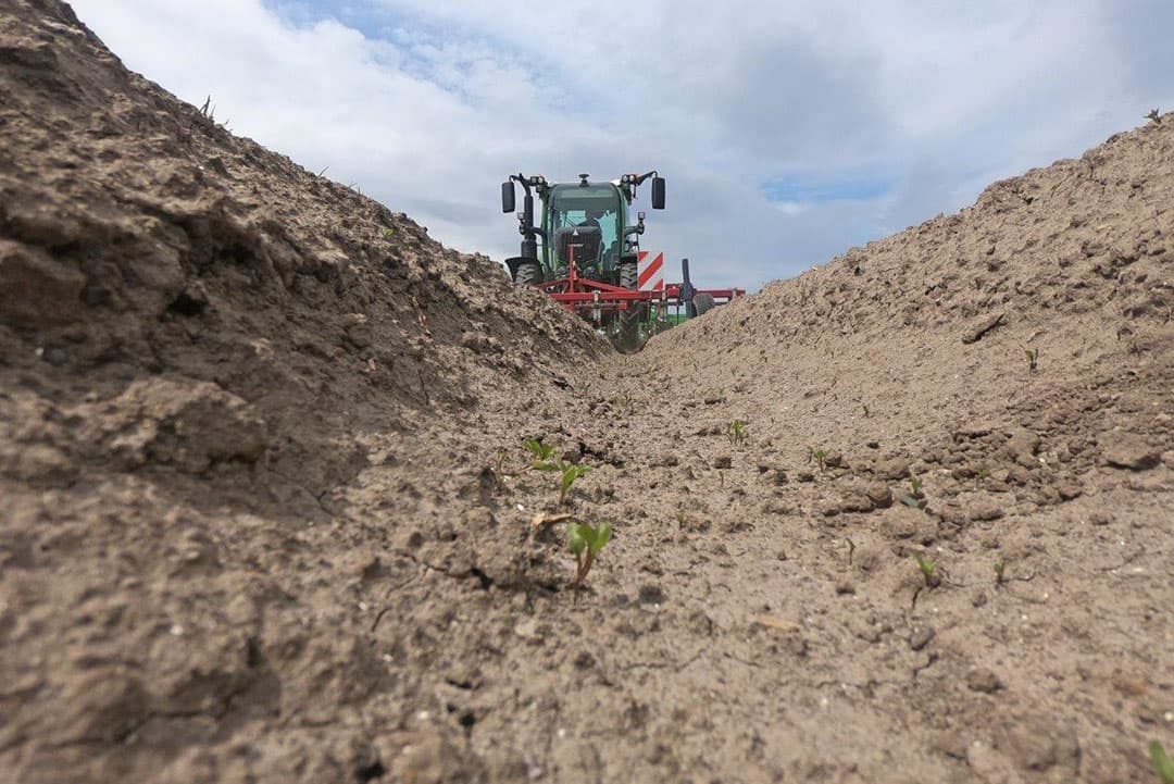 Bij biologisch bedrijf Van Woerden in Biddinghuizen is Martin Bachman peenruggen aan het schoffelen en aanaarden. Zo wordt dit onkruid heel effectief bestreden.