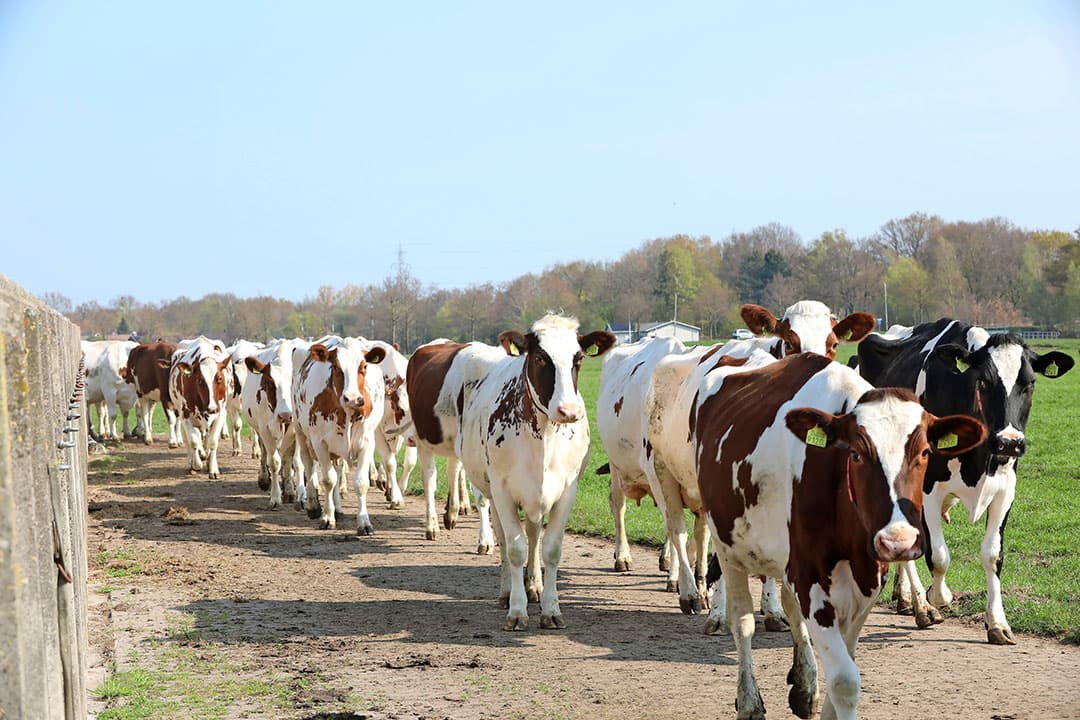 In de serrestal houdt een JOZ-mestrobot de roostervloer schoon.