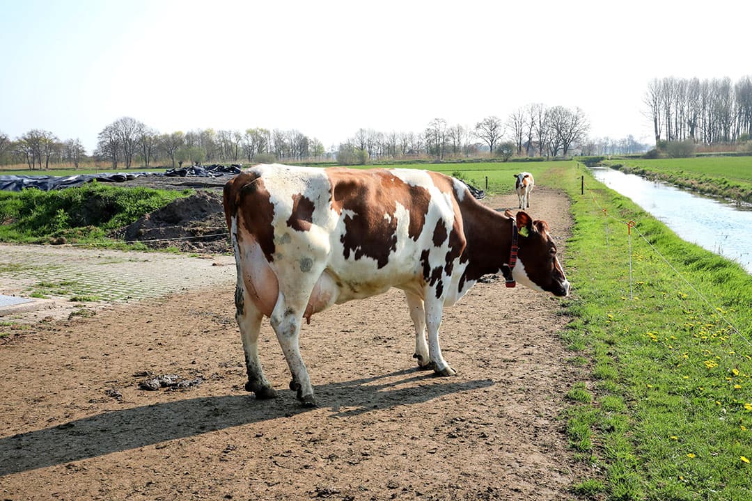 De eerste 2 weken moesten de koeien wel een beetje wennen. Ze kenden het drijven niet. Ogink moest ze in die periode nog wel eens uit de wei halen om ze naar de stal te dirigeren. Dat gaat nu veel beter.