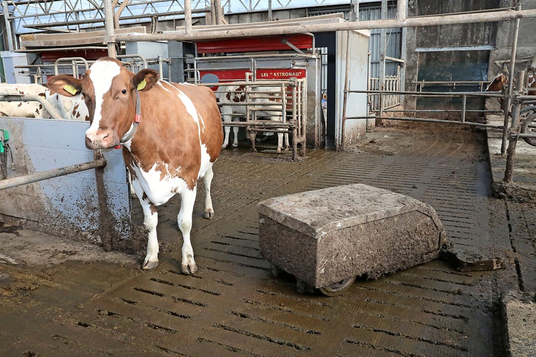 Optimaal weiden was even een puzzel. Ogink koos ervoor om 12 hectare voor weidegang in te ruimen. Daarvan gebruikt hij 5 hectare (4 even grote kavels). De rest van het land maait Ogink voor de eerste snede. Vervolgens wisselt hij de percelen af.