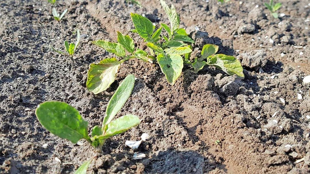 Als de aardappelplantjes ook maar met een blaadje uitsteken over het pad kunnen ze nog geraakt worden met Roundup. De dosering bedraagt 4 liter in 150 liter water per hectare. Door een zachte winter staat momenteel al 250 hectare op de planning.
