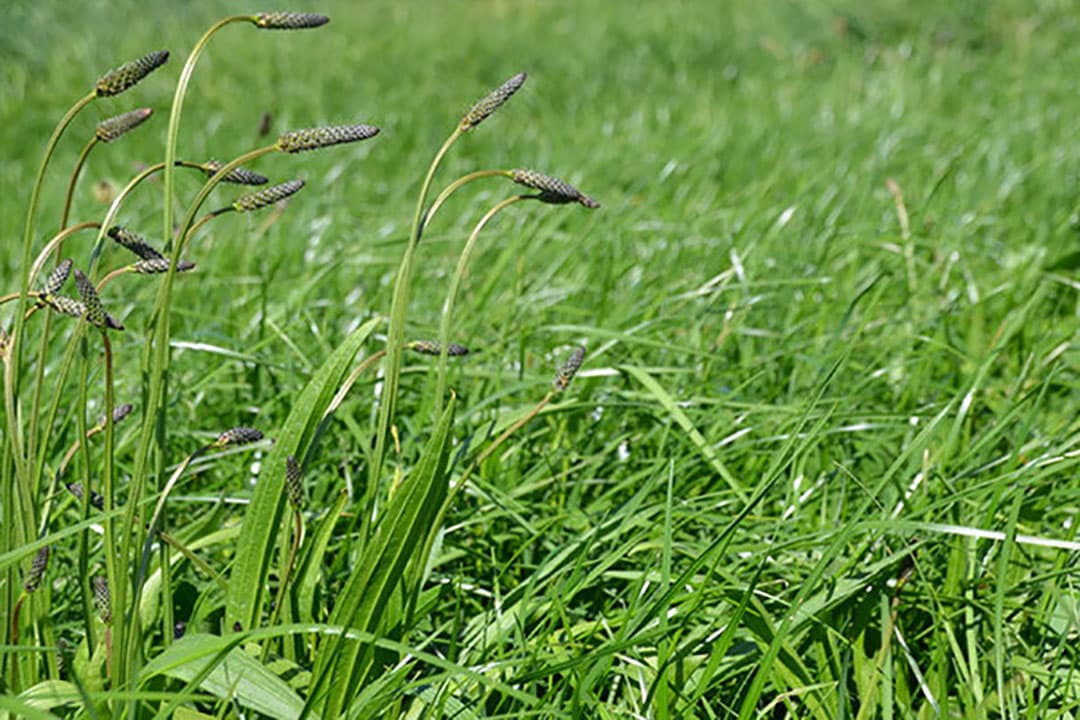 Soortenrijk grasland herstelt goed na droge zomer
