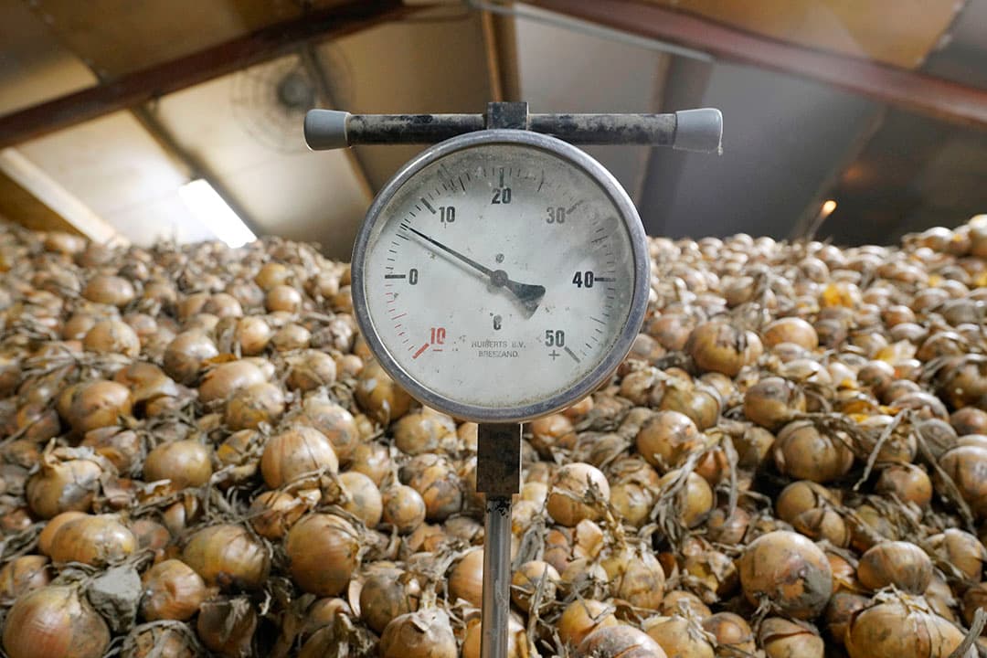 Mooie uien in de schuur. Agrifirm roemt de kwaliteit van oogst 2018, die in de bewaarpool werd verhandeld. - Foto: Ruud Ploeg