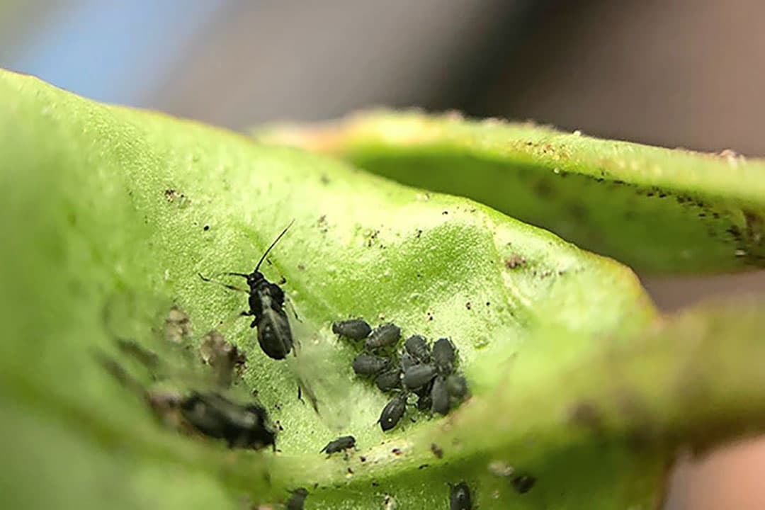 Zwarte bonenluis in suikerbiet. - Foto: Suiker Unie