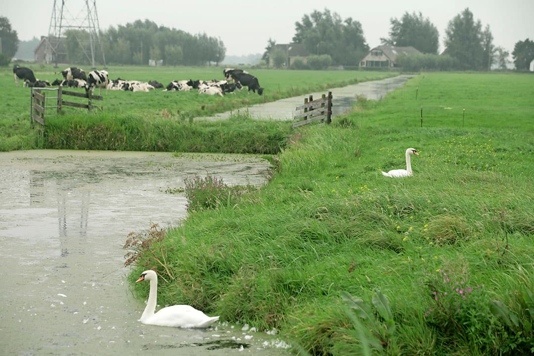 Foto: Koos Groenewold