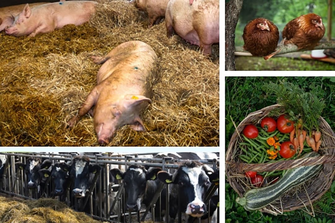 Foto: Boerderij en Canva