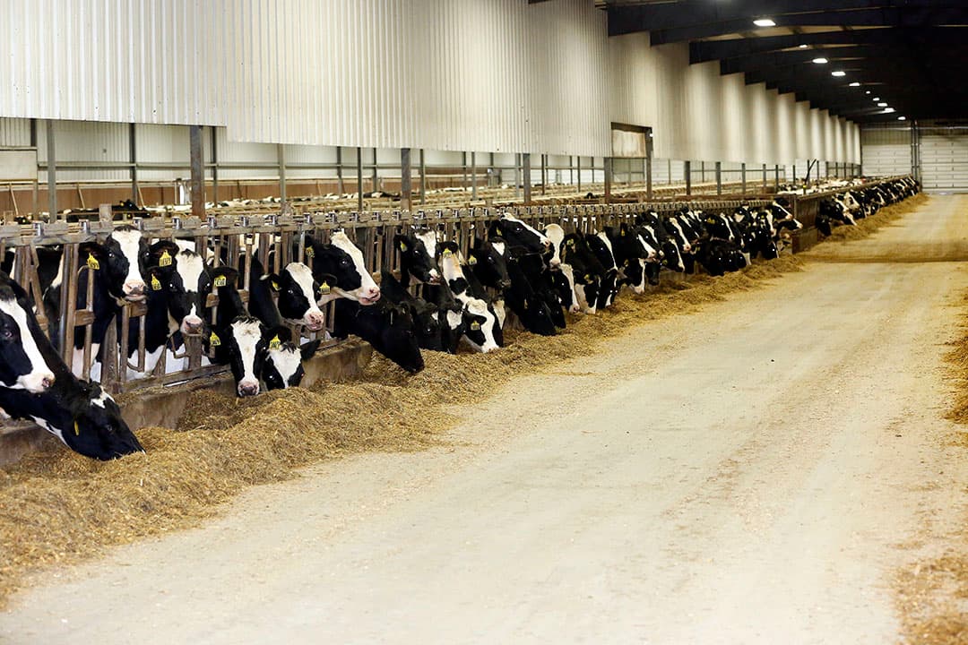 Melkveebedrijf in de Amerikaanse staat Wisconsin. - Foto: Henk Riswick