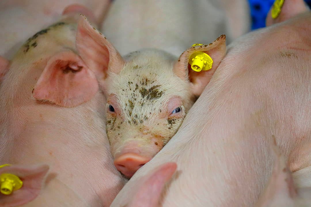 Foto: Bert Jansen