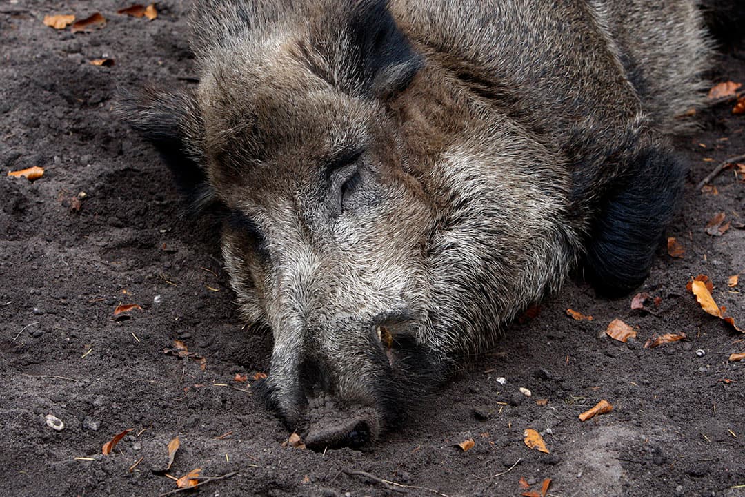2007-10-25 12:12:45 APELDOORN - Op de Veluwe zorgt de steeds groter wordende populatie wilde zwijnen sinds enige tijd voor overlast. De wilde zwijnen bezoeken steeds vaker bermen en tuinen van bewoners op zoek naar voedsel. Minister Verburg wil de omstreden drukjacht op zwijnen op de Veluwe toestaan maar de meerderheid van de Tweede kamer is tegen. ANP PHOTO KOEN SUYK