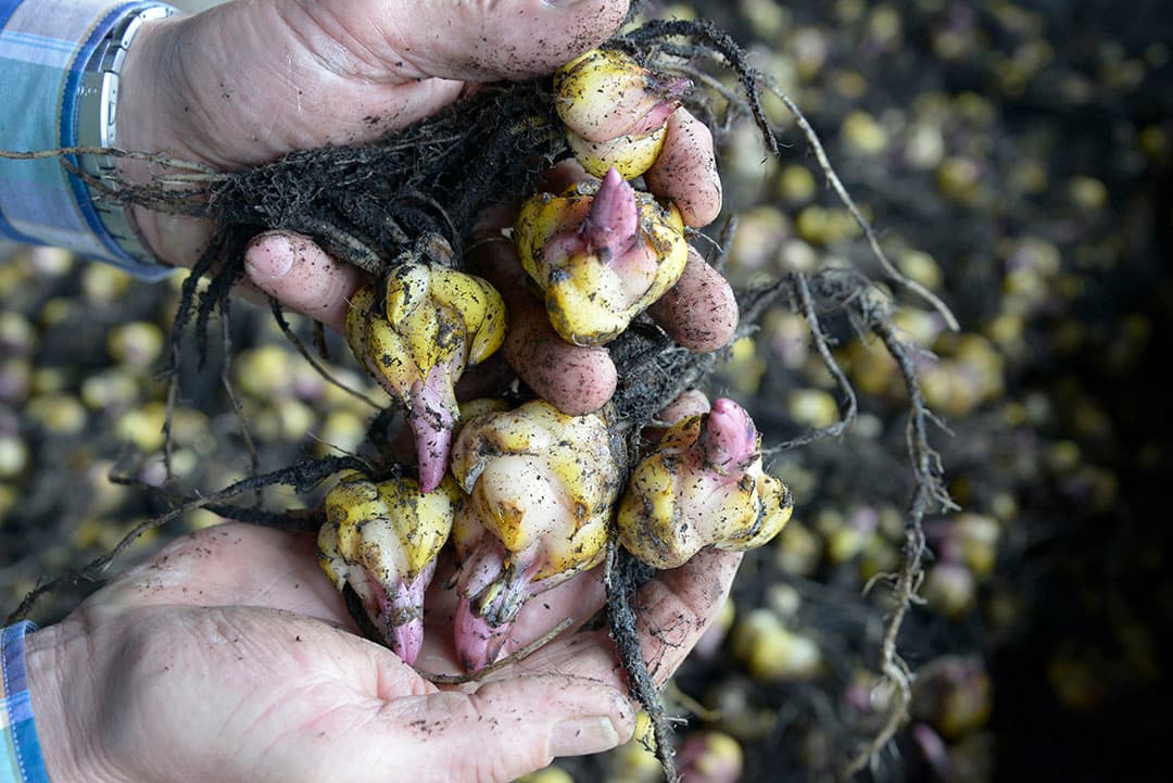 Leliebollen. De productie is niet schadelijk voor omwonenden, bevestigt minister Schouten. - Foto: Marten Sandburg