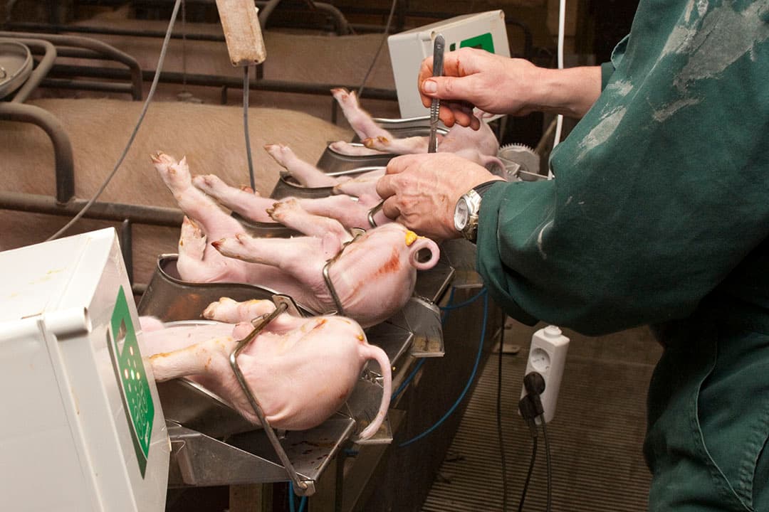 Verdoofd castaren met CO2 is in Nederland uitgangspunt. Voor exportvarkens naar Duitsland komt daar pijnstiller bij. - Foto: Bart Nijs