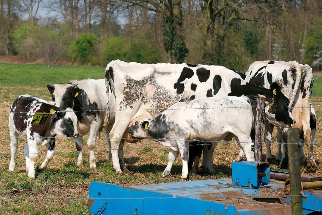 Foto: Hans Prinsen