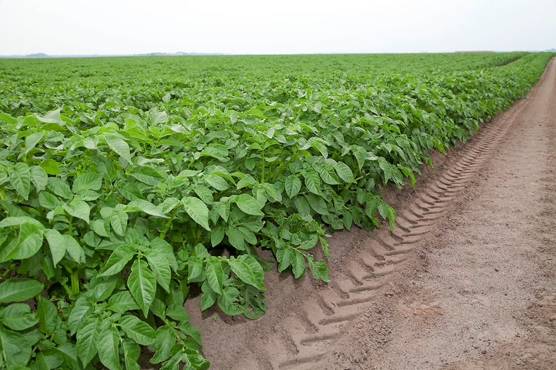 Foto: Jan Willem Schouten