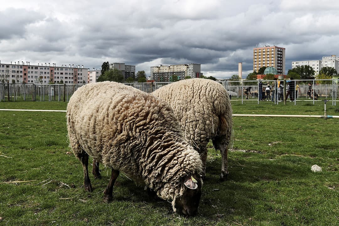 Ook Fruitteler Thomas de Vree in Dodewaard heeft bezoek in de boomgaard. Hij spot regelmatig reeën tussen de bomen, die hun sporen achterlaten door af en toe aan de takken en de bomen te knabbelen. - Foto: VidiPhoto