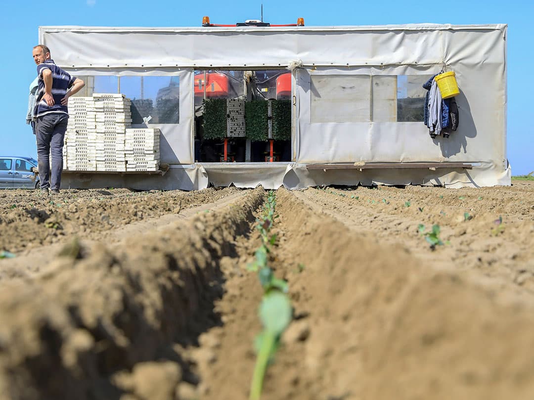 Het kleine onkruid komt alweer door tussen de suikerbieten van Leeuwma in Nieuw Beerta (Gr.) Dus hij gaat nu voor de tweede keer over het veld met de onkruidspuit - Foto: Koos van der Spek.
