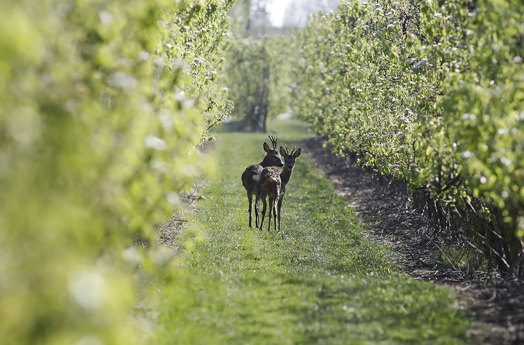 In het Limburgse Echt wordt het grasland alweer beregend. De regenbuien van de tweede helft van de week waren voor veel boeren meer dan welkom. Een aantal neemt al het heft in eigen hand en zoekt de haspel op. - Foto: Twan Wiermans