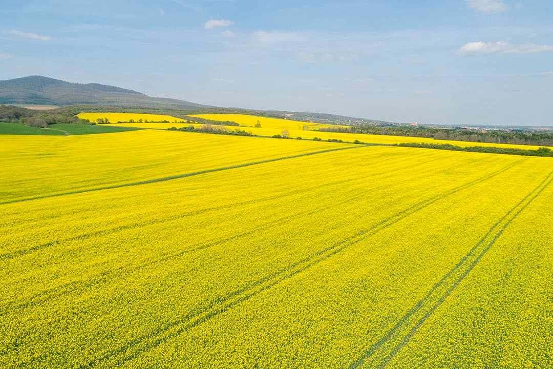 Deze dronefoto laat zien hoe massaal het koolzaad in Hongarije wordt geteeld. Behalve voor het zaad wordt het gewas ook veel gebruikt als veevoer. - Foto: EPA