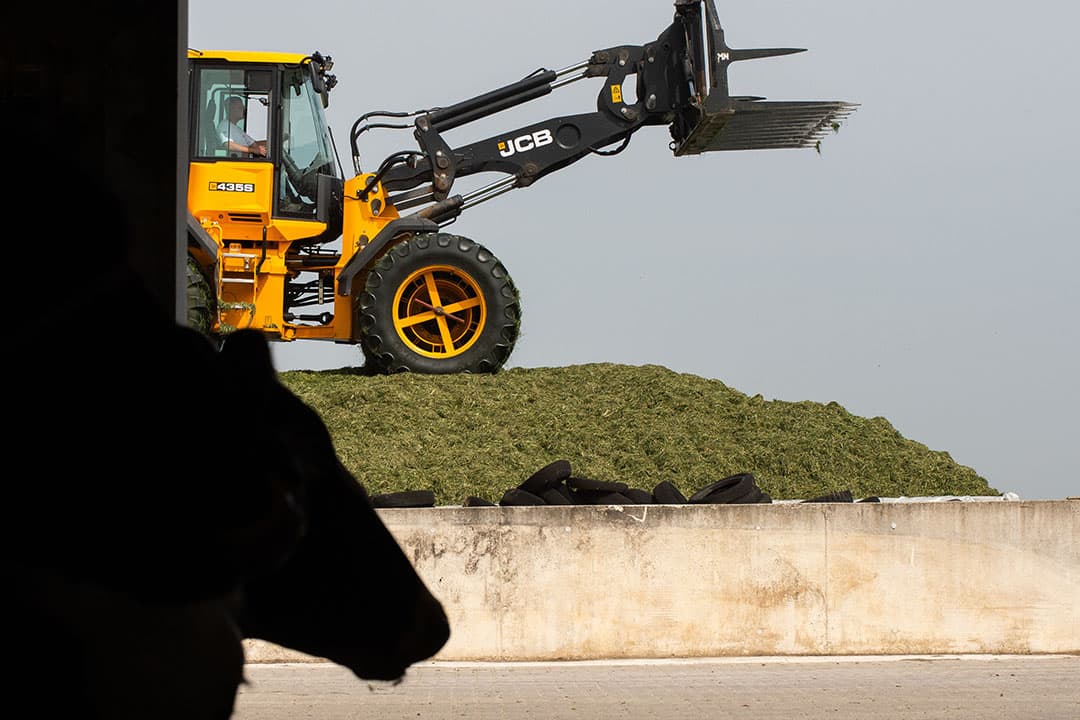 Een nieuwsgierige koppel koeien loopt buiten in de wei in het Duitse Raisting, in deelstaat Beieren - Foto: AFP.