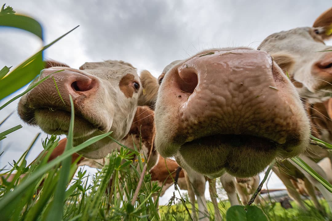 De tulpen zijn 'rijp'. Leen Noordam is begonnen met koppen in het Groningse Uithuizen. Zijn zoon zit op de machine en moet zo'n 42 hectare doen - Foto: Koos van der Spek.